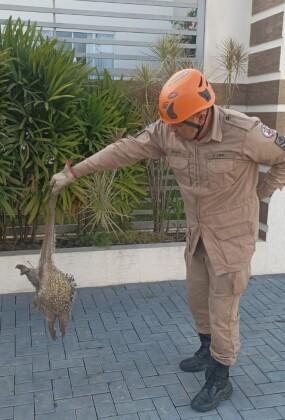 upload infocoweb - 871398c95fb5ca81d5a09fc20b7d81fc