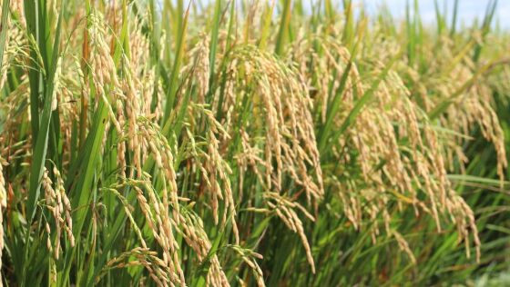 Arroz.jpg