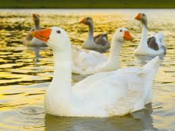 Cisnes.jpeg