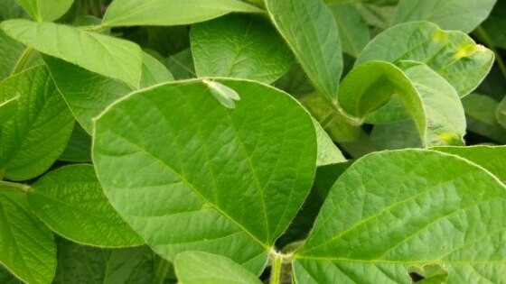 soja folha verde.jpg