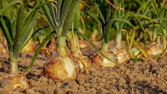 Cebola.jpg