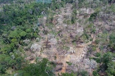 Destruição de floresta em MT gera condenação por dano moral coletivo