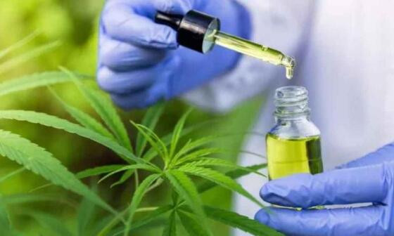 MACONHA MEDICAMENTO.jpg