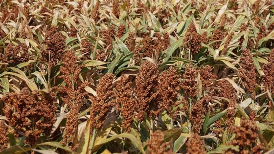 Sorgo.jpg