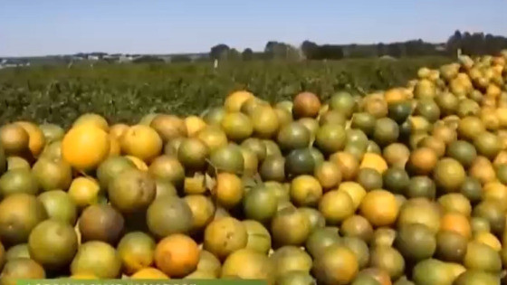 Laranja orange.jpeg