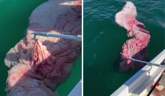 placenta-de-baleia-naufragados.jpg