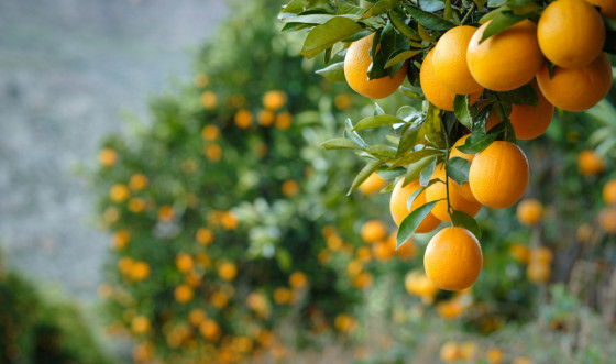 laranja-cultivo.jpg
