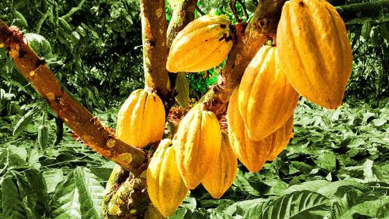 Cacau_chocolate_nacional_1_KV.jpg