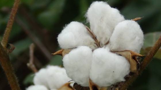 cotonicultura.jpg