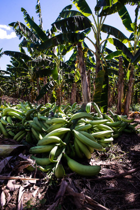 Banana.jpg