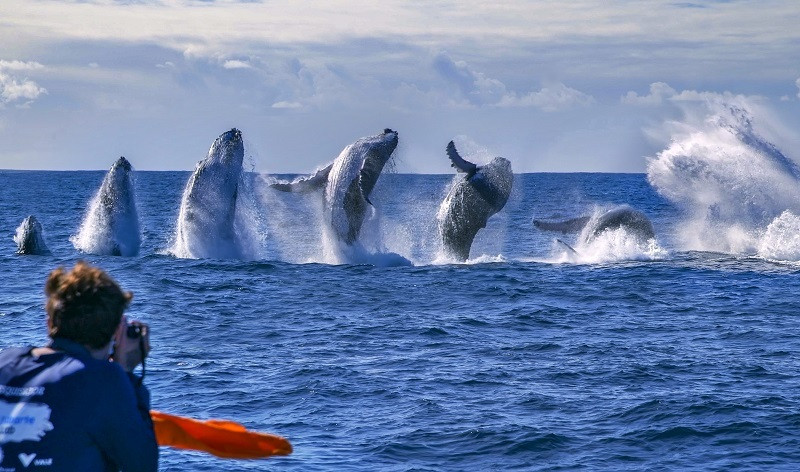 Crise climática afeta baleias-jubarte e o equilíbrio dos oceanos