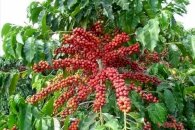 Café brasileiro