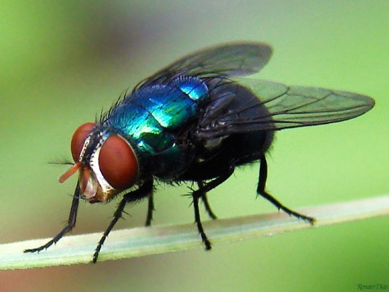 mosca-varejeira.jpg