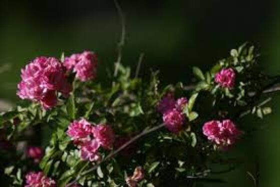 Flor.jpeg
