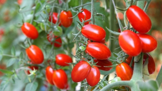tomate portugal.jpg
