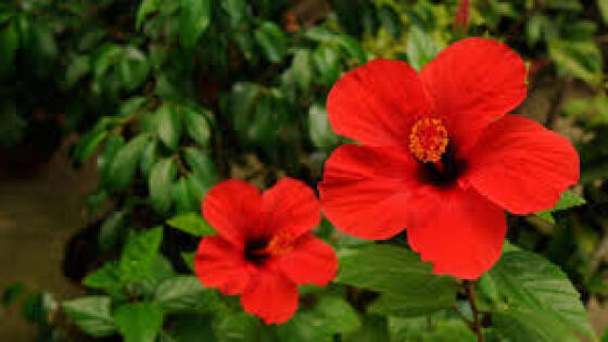 Flores comestíveis.jpeg