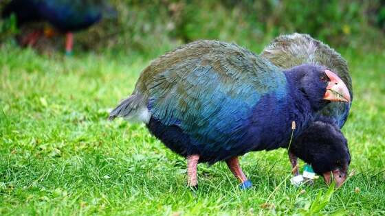 takahe_widelg.jpg