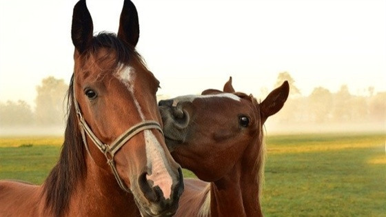 cavalos.jpg
