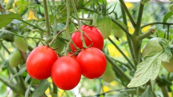 tomates galho.jpg