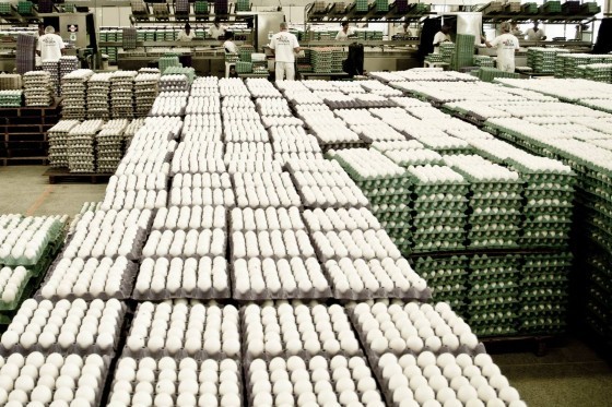 ovos-exportacao.jpg