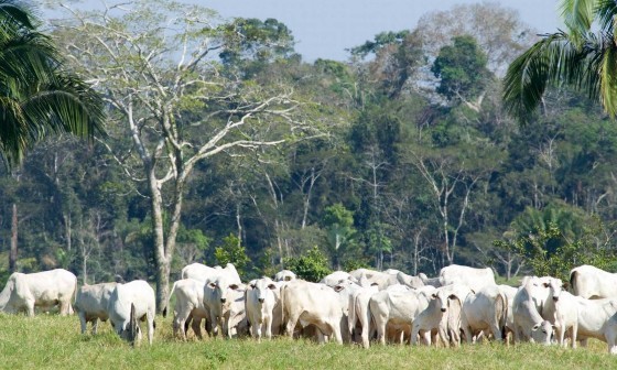 PECUARIA NA AMAZONIA.jpg