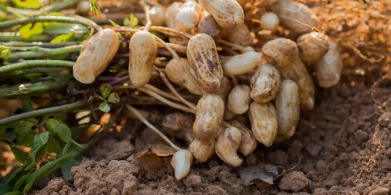 Plantacao-de-amendoim-raizes.jpg