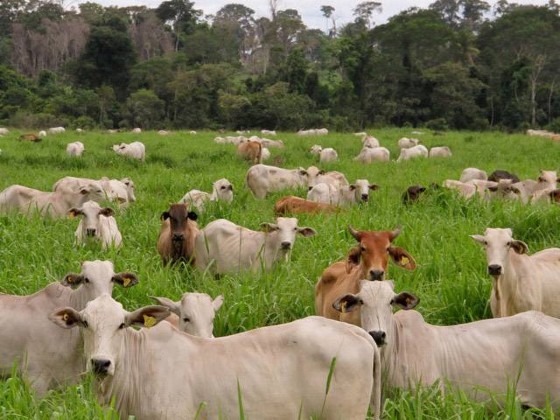 Pasto.jpg
