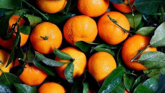 citricos.jpg