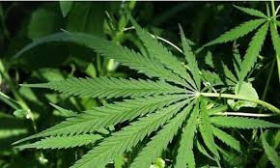 Cannabis Sativa.jpeg