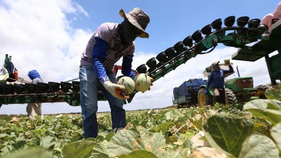 Produção de melões pela Agrícola Famosa, no Ceará.jpg