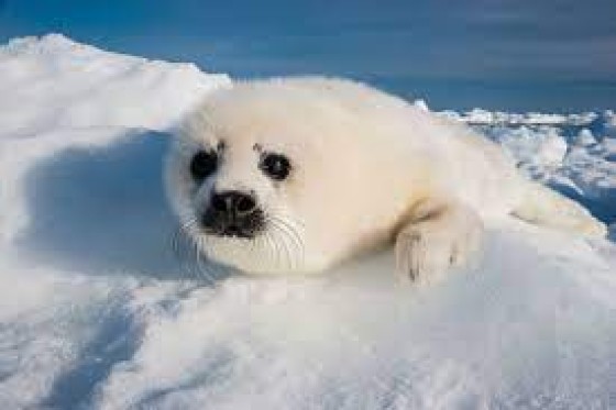 focas.jpeg