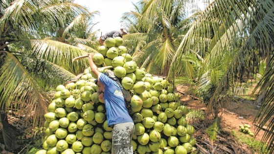 PRODUCAO-DE-COCO-010223.jpg