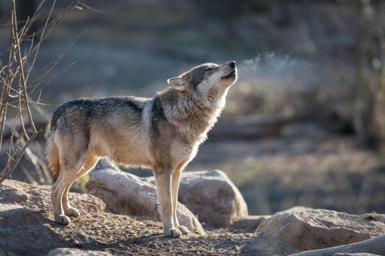 lobos-caracteristicas-habitos-e-principais-variacoes-da-especie.jpg