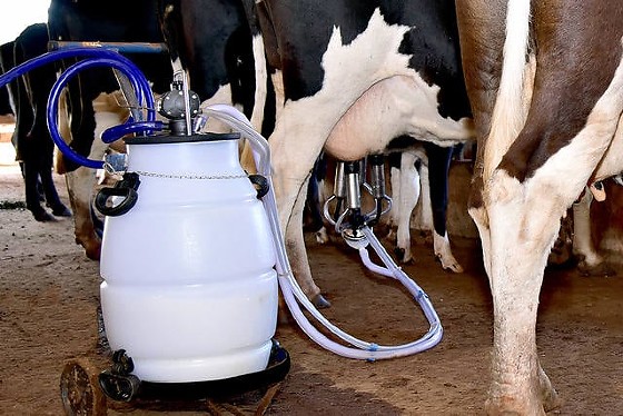 Leite vaca.jpg