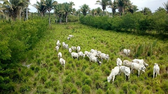 Mixes de olantas.jpg