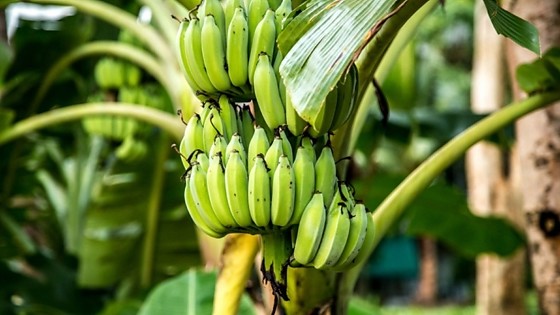 banana 24.jpg