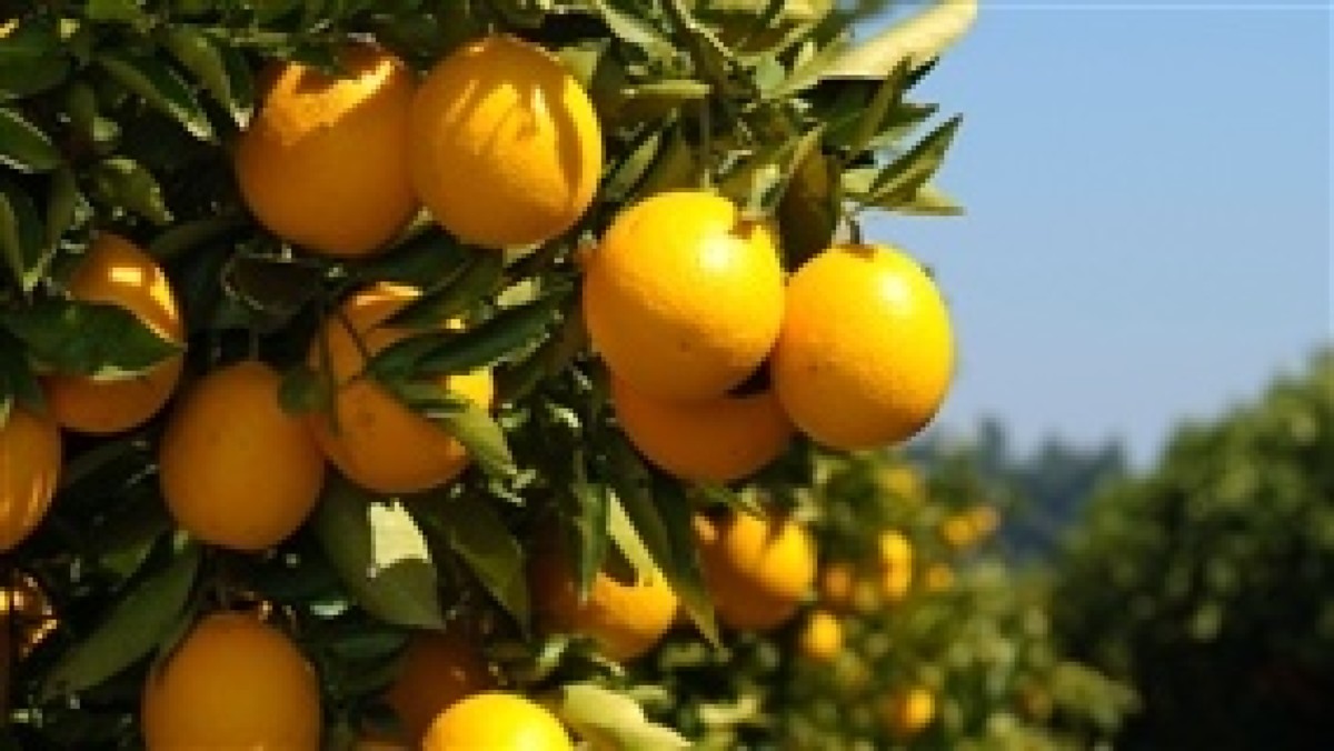 Clima instável desacelera colheita de laranja em SP, mas indústrias aceleram compras