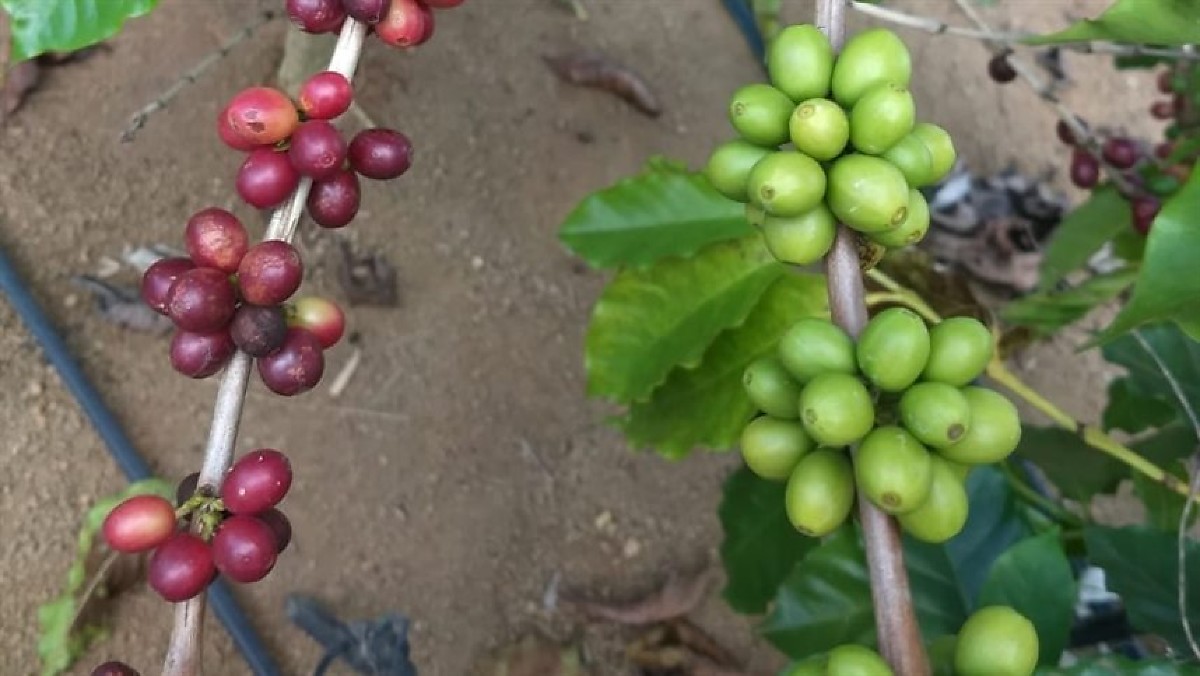 Instabilidade climática e atraso na colheita elevam volatilidade e sustentam preços do café Arábica