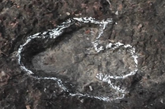 Rastro de dinossauro.jpg