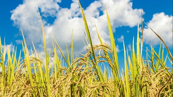 arroz 27.jpg
