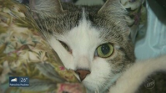 GATO TURCO.jpg
