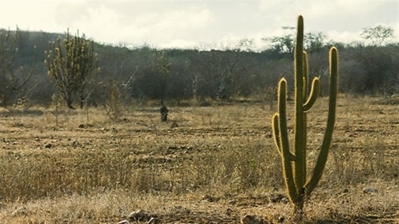 CAATINGA.jpg