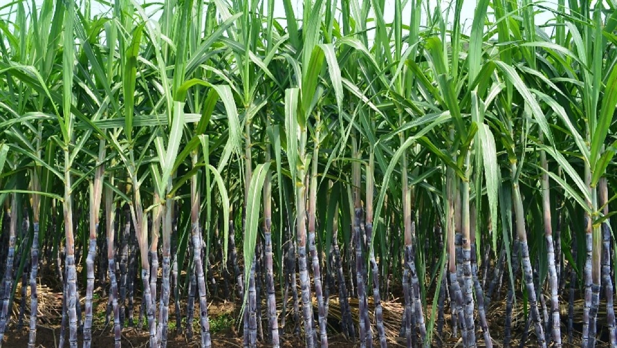 Agroindústrias iniciam colheita para produção de melado no RS