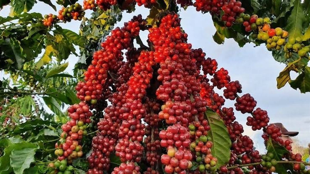Chuvas na reta final da colheita ameaçam qualidade do café arábica e pressionam mercado