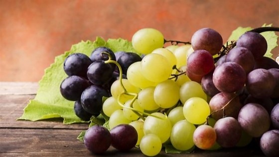 Uvas vinhedo.jpg