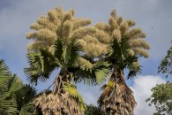 Plantadas na déca de 1960