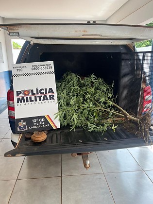 pe de maconha canarana.jpg
