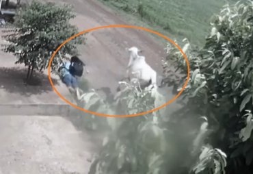 Wellington Fagundes tem condenação anulada em caso de vaca que atacou aluna