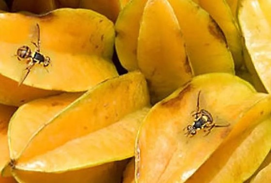 Mosca-da-carambola.jpg