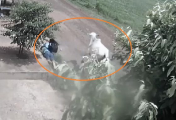 Wellington Fagundes tem condenação anulada em caso de vaca que atacou aluna